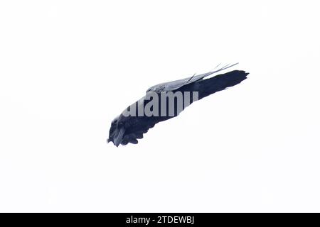 Northern Raven (Corvus corax) fliegt Cornwall im August 2023 Stockfoto