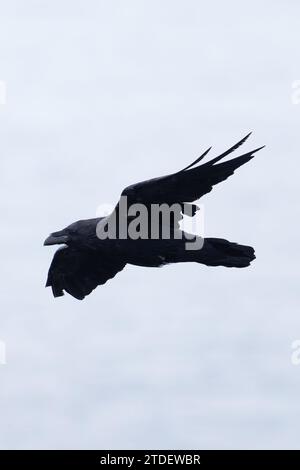 Northern Raven (Corvus corax) fliegt Cornwall im August 2023 Stockfoto