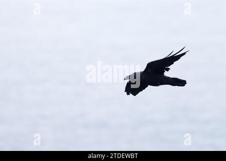 Northern Raven (Corvus corax) fliegt Cornwall im August 2023 Stockfoto