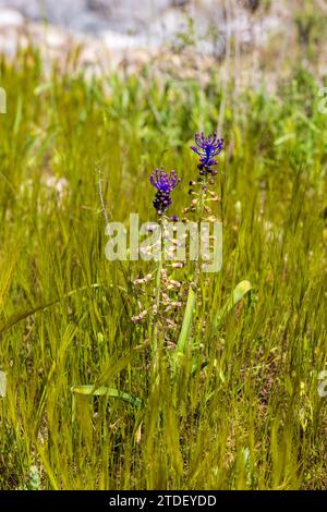 Muscari comosum, Tassel Hyazinth Blume Stockfoto