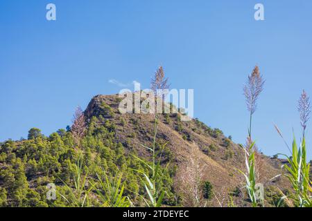 Arundo donax in Blume mit Bergkulisse, Andalucía Spanien Stockfoto