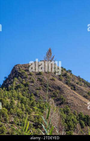 Arundo donax in Blume mit Bergkulisse, Andalucía Spanien Stockfoto