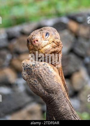 Gefangene Galapagos Riesenschildkröten (Chelonoidis spp.), Charles Darwin Forschungsstation, Santa Cruz Island, Galapagos Inseln, UNESCO-Weltkulturerbe Stockfoto