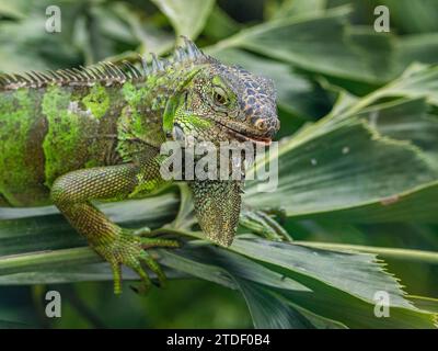 Ein ausgewachsener männlicher grüner Iguana (Iguana iguana), der sich am Flughafen in Guayaquil, Ecuador, Südamerika, in der Sonne sonnt Stockfoto