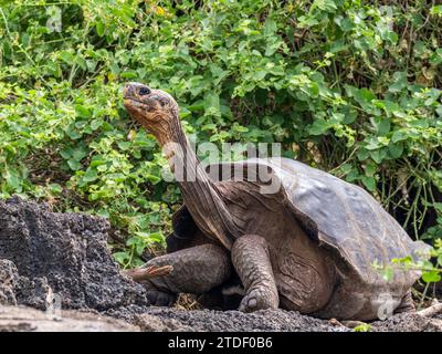 Gefangene Galapagos Riesenschildkröte (Chelonoidis spp.), Charles Darwin Forschungsstation, Santa Cruz Island, Galapagos Inseln, UNESCO-Weltkulturerbe Stockfoto