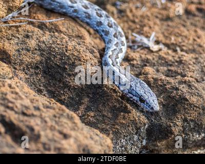 Ein erwachsener Galapagos-Rennfahrer (Pseudalsophis biserialis), in Punta Pitt, San Cristobal Island, Galapagos Islands, UNESCO-Weltkulturerbe, Ecuador Stockfoto