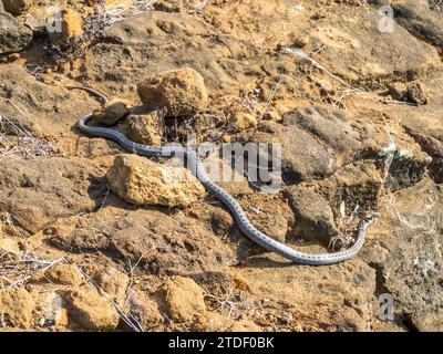 Ein erwachsener Galapagos-Rennfahrer (Pseudalsophis biserialis), in Punta Pitt, San Cristobal Island, Galapagos Islands, UNESCO-Weltkulturerbe, Ecuador Stockfoto