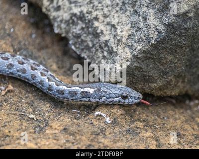 Ein erwachsener Galapagos-Rennfahrer (Pseudalsophis biserialis), in Punta Pitt, San Cristobal Island, Galapagos Islands, UNESCO-Weltkulturerbe, Ecuador Stockfoto