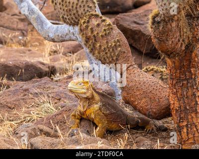 Ein ausgewachsener Galapagos-Landleguan (Conolophus Subcristatus), der sich auf der Nordseymour-Insel, den Galapagos-Inseln, dem UNESCO-Weltkulturerbe, Ecuador, befindet Stockfoto