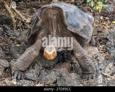 Gefangene Galapagos Riesenschildkröte (Chelonoidis spp.), Charles Darwin Forschungsstation, Santa Cruz Island, Galapagos Inseln, UNESCO-Weltkulturerbe Stockfoto