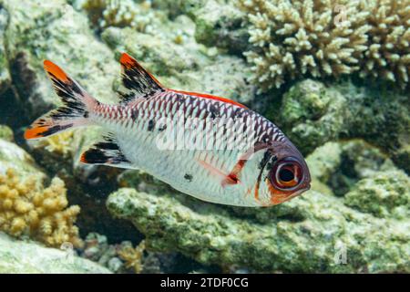 Ein ausgewachsener Soldatenfisch (Myripristis spp.), vor dem Riff auf der Insel Kawe, Raja Ampat, Indonesien, Südostasien Stockfoto