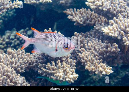 Ein ausgewachsener Soldatenfisch (Myripristis spp.), vor dem Riff auf der Insel Kawe, Raja Ampat, Indonesien, Südostasien Stockfoto