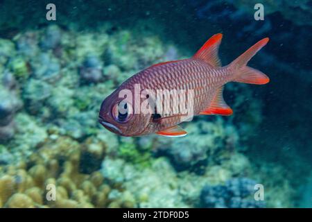 Ein ausgewachsener Soldatenfisch (Myripristis spp.), vor dem Riff auf der Insel Kawe, Raja Ampat, Indonesien, Südostasien Stockfoto