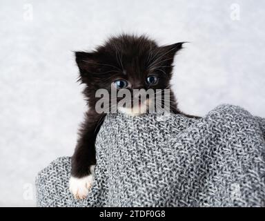 Nahaufnahme Porträt eines kleinen zerzausten zweifarbigen Kätzchens Stockfoto
