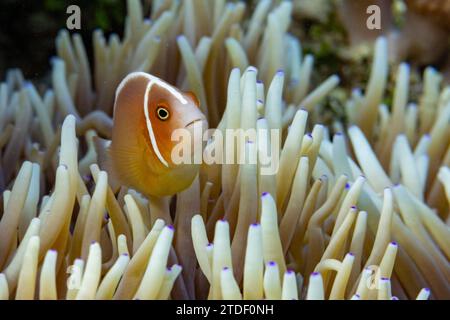 Ein erwachsener rosafarbener Stinkanemonenfisch (Amphiprion perideraion), schwimmt am Riff vor Bangka Island, Indonesien, Südostasien Stockfoto