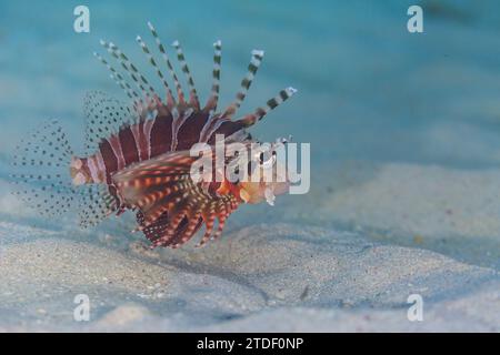 Ein ausgewachsener Zebralöwenfisch (Dendrochirus zebra), draußen über offenem Sand vor Bangka Island, Indonesien, Südostasien Stockfoto