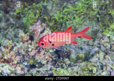 Ein ausgewachsener Soldatenfisch (Myripristis spp.), vor dem Riff auf der Insel Kawe, Raja Ampat, Indonesien, Südostasien Stockfoto