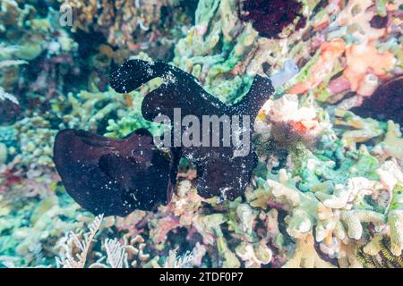 Ein erwachsener Anglerfisch (Antennarius pictus), schwarz getarnt am Riff vor Bangka Island, Indonesien, Südostasien Stockfoto