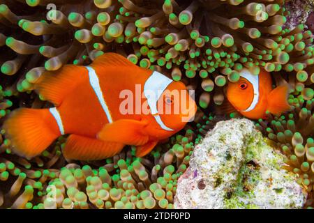 Ein Paar Clownfische (Amphiprion biaculeatus), versteckt in einer Anemone vor Wohof Island, Raja Ampat, Indonesien, Südostasien Stockfoto