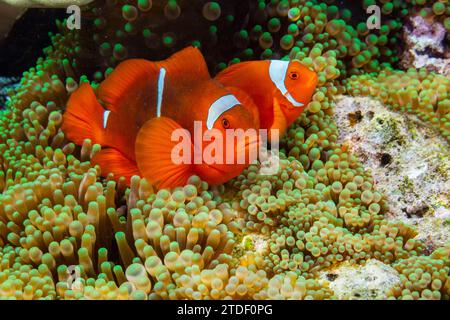 Ein Paar Clownfische (Amphiprion biaculeatus), Pulau Gam Night Schnorcheln vor Wohof Island, Raja Ampat, Indonesien, Südostasien Stockfoto