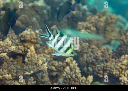 Abudefduf sexfasciatus (Abudefduf sexfasciatus) am Riff vor Kawe Island, Raja Ampat, Indonesien, Südostasien Stockfoto