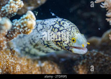 Eine ausgewachsene Schneeflockenmoräne (Echidna nebulosa), am Riff vor Port Airboret, Raja Ampat, Indonesien, Südostasien Stockfoto