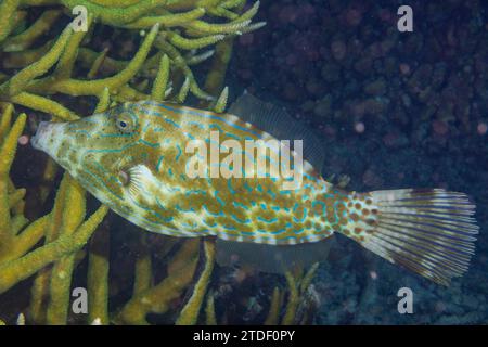 Ein ausgewachsener Kritzelfisch (Aluterus scriptus), am Riff vor der Insel Kri, Raja Ampat, Indonesien, Südostasien, Asien Stockfoto