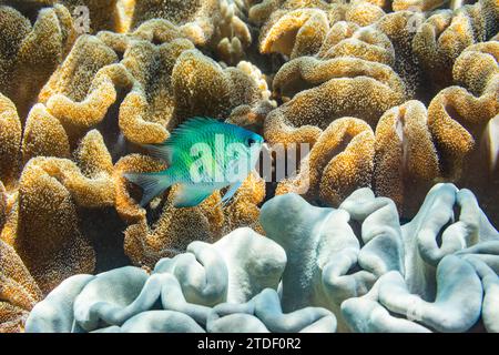 Ein erwachsener indopazifischer Sergeant Major (Abudefduf vaigiensis) am Riff vor dem Arborek Reef, Raja Ampat, Indonesien, Südostasien, Asien Stockfoto
