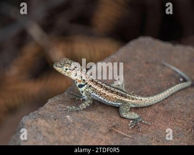 Erwachsene weibliche Galapagos-Lavaechse (Microlophus albemarlensis), Insel Santa Cruz, Galapagos-Inseln, UNESCO-Weltkulturerbe, Ecuador Stockfoto