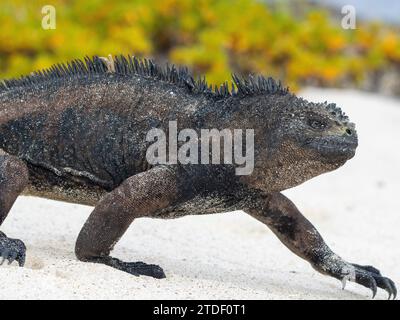 Adulte Galapagos Meerleguane (Amblyrhynchus cristatus), am Strand am Cerro Brujo Beach, San Cristobal Island, Galapagos Inseln Stockfoto