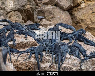 Adulte Galapagos-Meerestiguane (Amblyrhynchus cristatus), Sonnenbaden, Isabela Island, Galapagos Islands, UNESCO-Weltkulturerbe Stockfoto