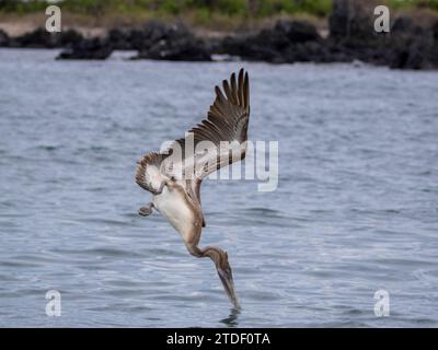 Juveniler brauner Pelikan (Pelecanus occidentalis), Tauchtauchen in Urbina Bay, Galapagos Inseln, UNESCO-Weltkulturerbe, Ecuador, Südamerika Stockfoto