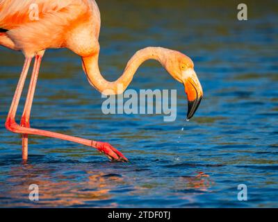 Erwachsene amerikanische Flamingos (Phoenicopterus ruber) füttern Artesmia-Garnelen, Insel Rabida, Galapagos-Inseln, UNESCO-Weltkulturerbe, Ecuador Stockfoto