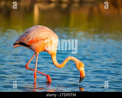 Erwachsene amerikanische Flamingos (Phoenicopterus ruber) füttern Artesmia-Garnelen, Insel Rabida, Galapagos-Inseln, UNESCO-Weltkulturerbe, Ecuador Stockfoto