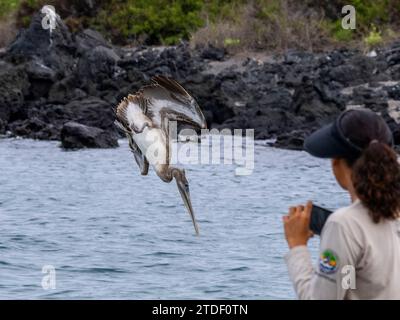 Juveniler brauner Pelikan (Pelecanus occidentalis), Tauchtauchen in Urbina Bay, Galapagos Inseln, UNESCO-Weltkulturerbe, Ecuador, Südamerika Stockfoto