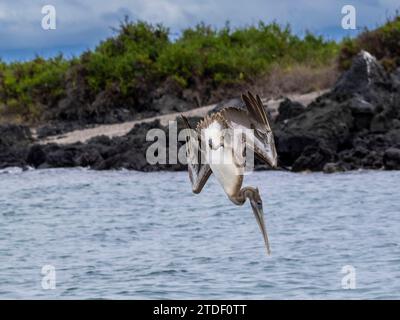 Juveniler brauner Pelikan (Pelecanus occidentalis), Tauchtauchen in Urbina Bay, Galapagos Inseln, UNESCO-Weltkulturerbe, Ecuador, Südamerika Stockfoto