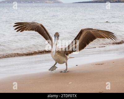 Junger brauner Pelikan (Pelecanus occidentalis), in Buccaneer Cove, Santiago Island, Galapagos Inseln, UNESCO-Weltkulturerbe, Ecuador Stockfoto