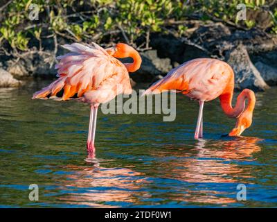 Ein Paar amerikanischer Flamingo (Phoenicopterus ruber), der Artesmia-Garnelen ernährt, Insel Rabida, Galapagos-Inseln, UNESCO-Weltkulturerbe, Ecuador Stockfoto