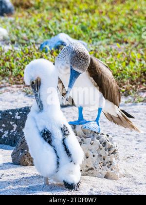 Erwachsener Blaufüßler (Sula nebouxii) mit Küken auf der Nordseymour-Insel, Galapagos-Inseln, UNESCO-Weltkulturerbe, Ecuador, Südamerika Stockfoto