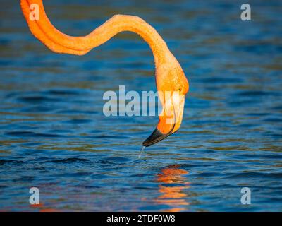 Erwachsene amerikanische Flamingos (Phoenicopterus ruber) füttern Artesmia-Garnelen, Insel Rabida, Galapagos-Inseln, UNESCO-Weltkulturerbe, Ecuador Stockfoto