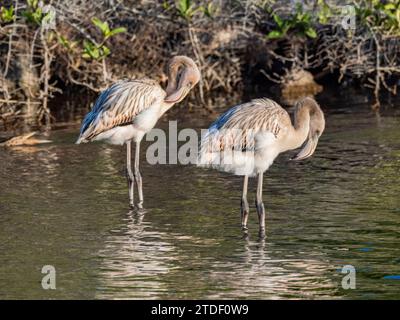 Ein Paar amerikanischer Flamingo (Phoenicopterus ruber), der Artesmia-Garnelen ernährt, Insel Rabida, Galapagos-Inseln, UNESCO-Weltkulturerbe, Ecuador Stockfoto