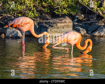 Ein Paar amerikanischer Flamingo (Phoenicopterus ruber), der Artesmia-Garnelen ernährt, Insel Rabida, Galapagos-Inseln, UNESCO-Weltkulturerbe, Ecuador Stockfoto