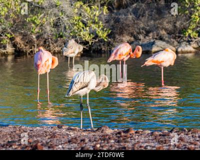 Eine Schar amerikanischer Flamingos (Phoenicopterus ruber), die Artesmia-Garnelen fressen, Rabida Island, Galapagos-Inseln, UNESCO-Weltkulturerbe, Ecuador Stockfoto