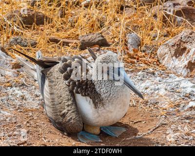 Erwachsener Blaufüßler (Sula nebouxii) auf Ei auf der Nordseymour-Insel, Galapagos-Inseln, UNESCO-Weltkulturerbe, Ecuador, Südamerika Stockfoto