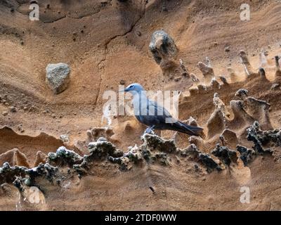 Erwachsener brauner Noddy (Anous stolidus), auf felsigem Felsvorsprung auf Isabela Island, Galapagos Inseln, UNESCO-Weltkulturerbe, Ecuador, Südamerika Stockfoto