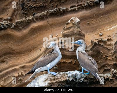 Erwachsene Blaufußtölpel (Sula nebouxii) auf felsigem Felsvorsprung auf Isabela Island, Galapagos Inseln, UNESCO-Weltkulturerbe, Ecuador Stockfoto