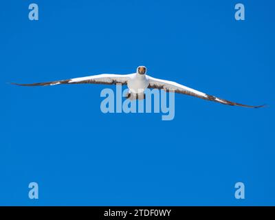 Ein erwachsener Nazca-Booby (Sula granti), im Flug in Buccaneer Cove, Santiago Island, Galapagos Inseln, UNESCO-Weltkulturerbe, Ecuador Stockfoto