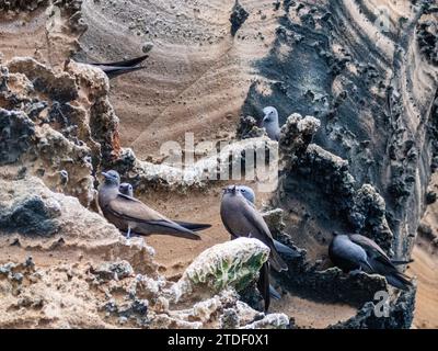 Erwachsene braune Noddies (Anous stolidus), auf felsigem Felsvorsprung auf Isabela Island, Galapagos Inseln, UNESCO-Weltkulturerbe, Ecuador, Südamerika Stockfoto