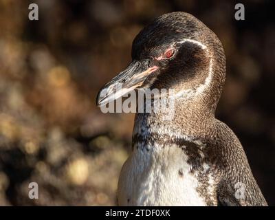 Ein erwachsener Galapagos-Pinguin (Spheniscus mendiculus), auf den Felsen in Urbina Bay, Galapagos-Inseln, UNESCO-Weltkulturerbe, Ecuador, Südamerika Stockfoto