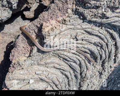 Ein erwachsener Galapagos-Rennfahrer (Pseudalsophis biserialis), auf Pahoehoe-Lava auf Fernandina Island, Galapagos-Inseln, UNESCO-Weltkulturerbe, Ecuador Stockfoto